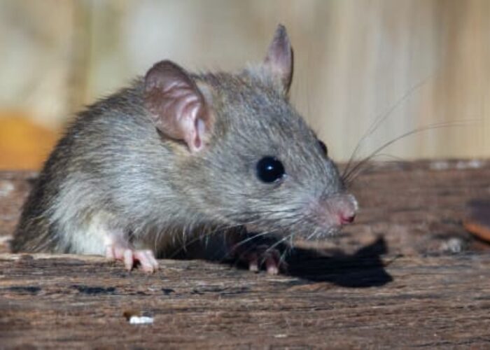 Shocking Analysis Finds Rats Can Dance to Music Too img