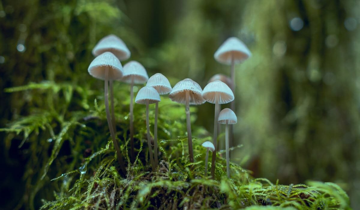 Watch Actual Mushrooms DJ at Sunset on Earth Day img