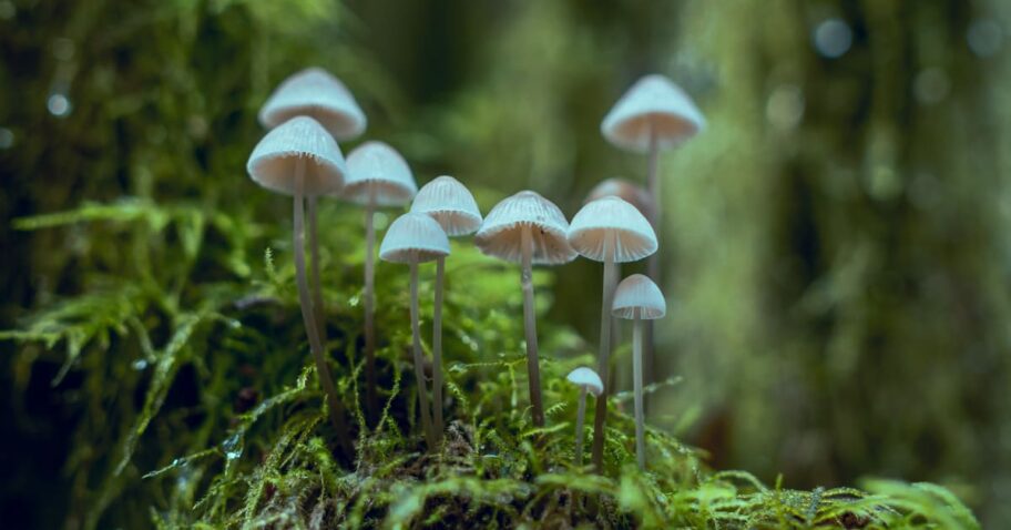 Watch Actual Mushrooms DJ at Sunset on Earth Day img