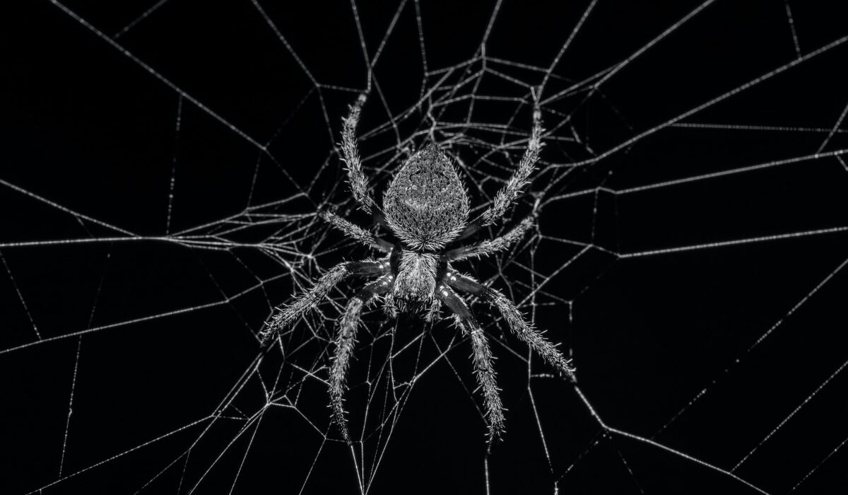 Watch Scientists Recreate the Sounds of a Spider Web With a Robotic "SpiderHarp" img